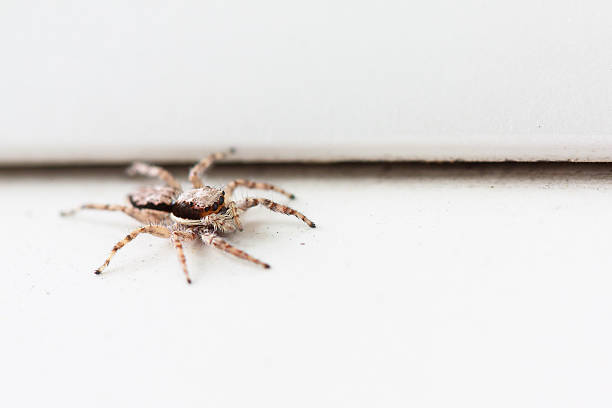 Spiders in your home: what spiders may be lurking?